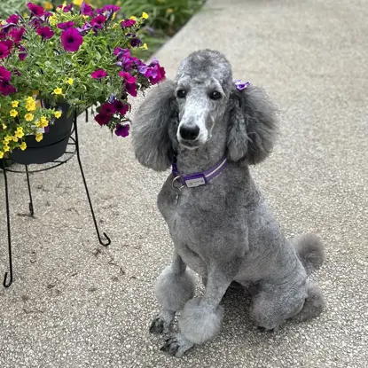 Bella    Photo