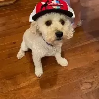 Lucky  "The Terminator" Photo