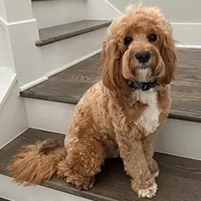 Archie     Photo