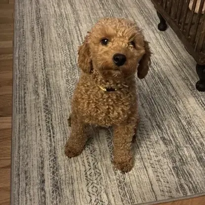 Buster   Photo