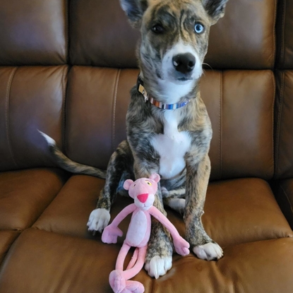 Reggie   Photo