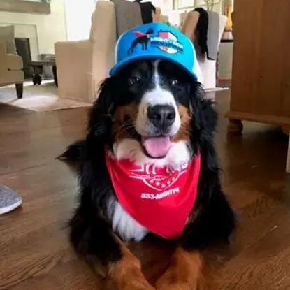 Rascal    Photo