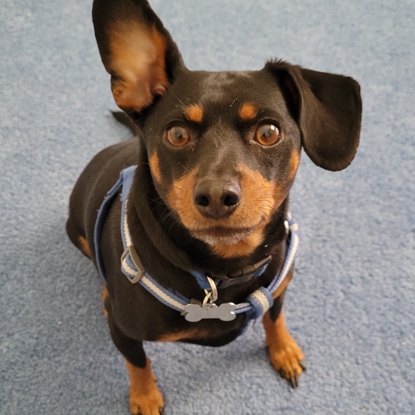 Charlie   Photo