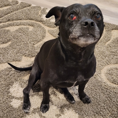 Molly   Photo
