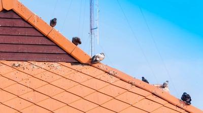 birds on a roof