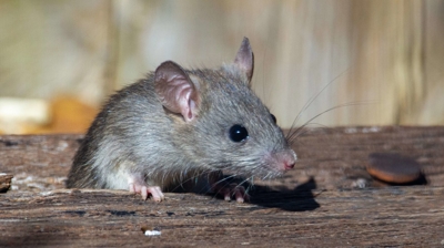 rat on wood